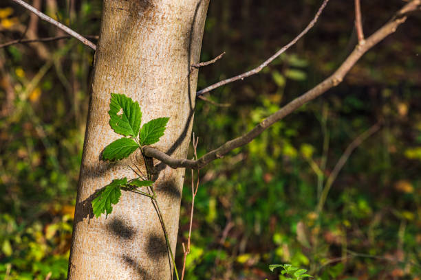 Jasmund National Park primeval forest at spring, Rugen island, Germany