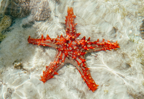 Starfish at waterline in the sunlight with blue water reflections