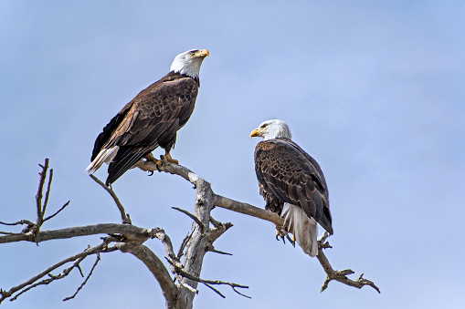 A pair of American bald eagles (male and female) perching in a large cottonwood tree near Fort Collins, Colorado