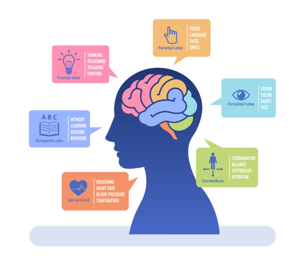 badanie ludzkiego mózgu płaska ilustracja wektorowa. infografika przedstawiająca funkcje ludzkiego mózgu z kodowaniem kolorami. - nerve cell healthcare and medicine research human hand stock illustrations