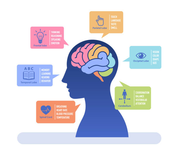 Human brain study flat vector illustration. Infographic of human brain functions with color coded. Healthcare and medicine concept vector illustration. for template, poster, background, banner, magazine and social media. cartoon of conclusion stock illustrations