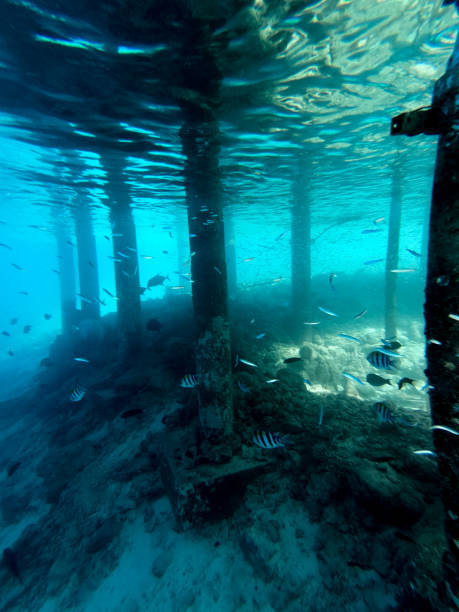 istock Tropical School of fish under the pier 1963769813