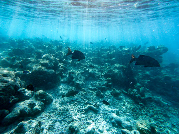 istock Two Parrotfish swimming along the Coral reef 1963769825