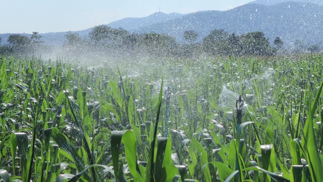 Agricultural field sprinklers spraying water for sweet corn fields in the morning.