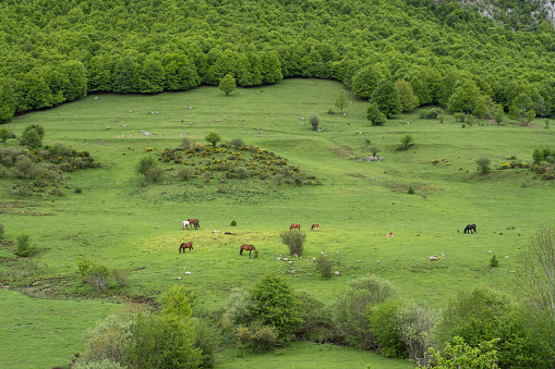 Horses grazing in the green pastures