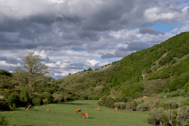 istock Cattle grazing in green meadow 1963839803