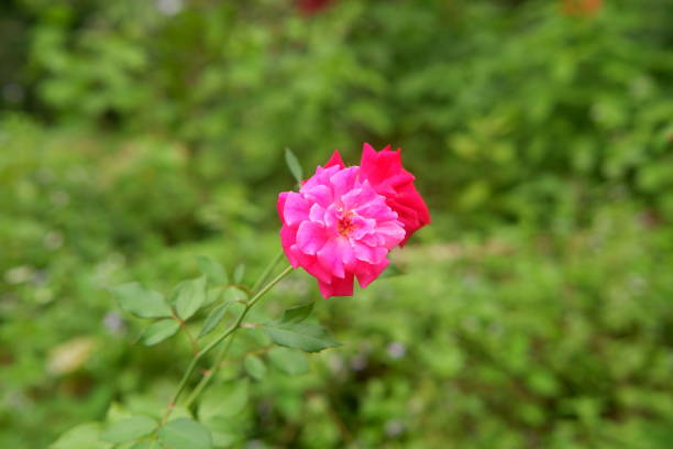 Photography of Rosa flowers are red on a green background