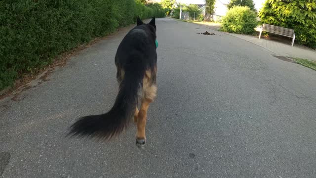 German Shepherd runs ahead. Camera view from behind following