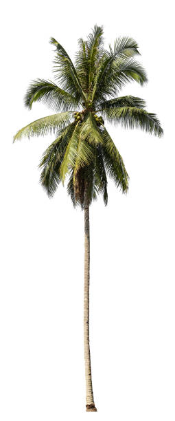 istock Tropical Coconut palm tree isolated on white background with clipping path. 1963880885