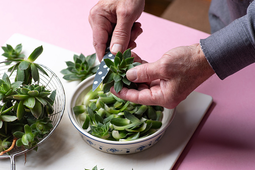 Cutting a fresh leaves of sempervivum tectorum or common houseleek with a knife at home. Preparation of healthy plants for medical use