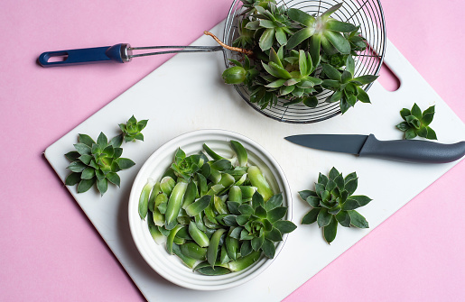 Cutting a fresh leaves of sempervivum tectorum or common houseleek with a knife at home. Preparation of healthy plants for medical use