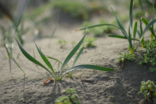 Sea daffodil plant growing on a sand dune in a Meditterranean beach