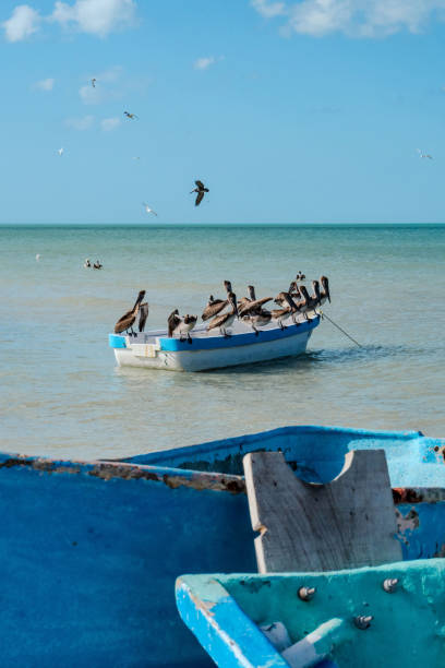 Pelicans standing on a boat fishing