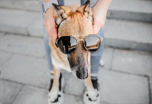 Girl Putting Sunglasses on Her Belgian Malinois Shepherd