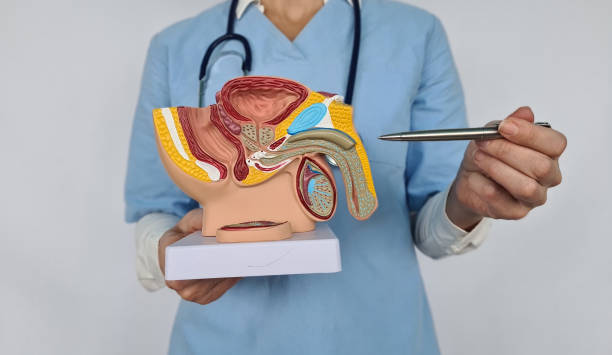 istock Urology, treatment of men diseases and prostatitis 1963910621