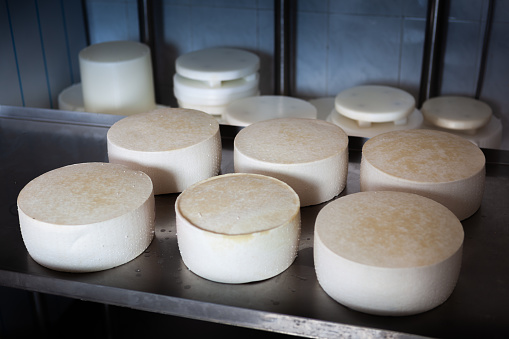 Freshly Made Goat Cheese Wheels in a Traditional Preals Family Farm