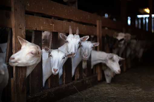 white goats on the farm