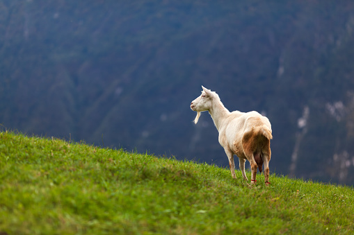 White Goat on an Alpine Environment Green Meadow Pasture