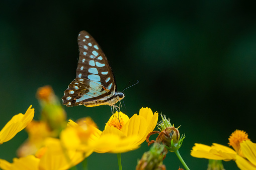 common jay butterfly Graphium doson feeding on sulphur cosmos flower nectar in flower garden, natural bokeh background