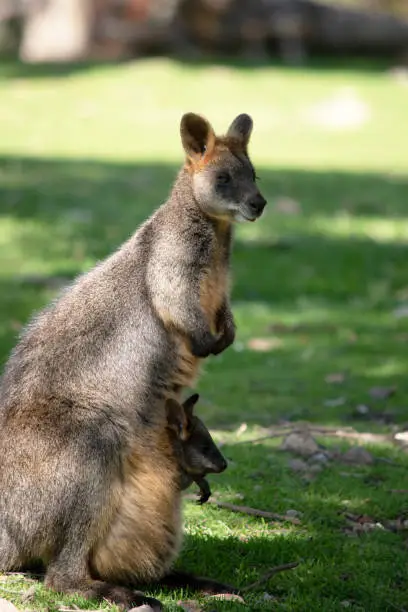 Photo of the swamp wallaby has a joey in her pouch