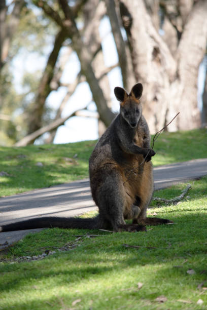 istock the swamp wallaby is in a field 1963979103