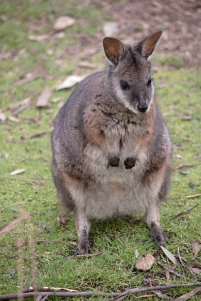 istock the tammar wallaby is standing 1963980136