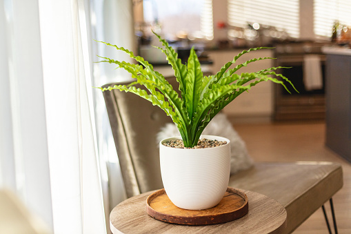 Plant on End Table in Missouri Featuring Modern Home Decor in Midwest USA House Plant