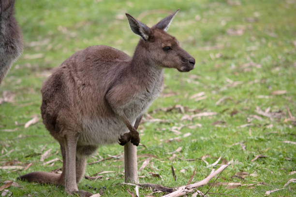 istock the western grey kangaroo is in a field 1963981678
