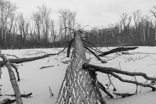 Fallen tree over icy winter wetland
