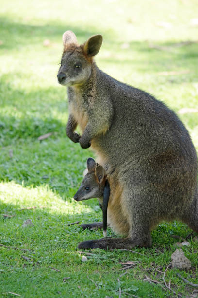 istock the swamp wallaby has a joey in her pouch 1963985866