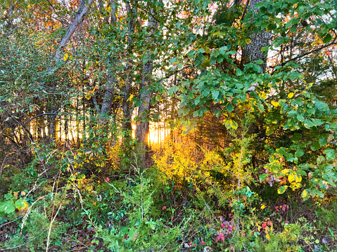 Wildlife and Vibrant Green Foliage in Summer Missouri Midwest USA Outdoor Life Trees and Nature Photo Series