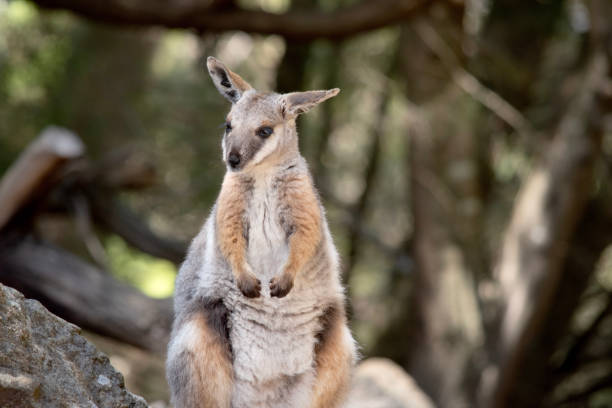istock this is a young yellow footed rock wallaby 1963987936