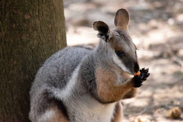 istock the yellow footed rock wallaby is eating a carrot 1963988489
