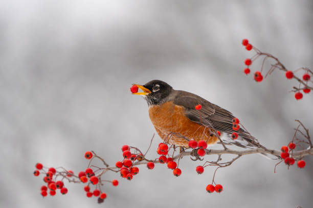 American Robin on Branch
