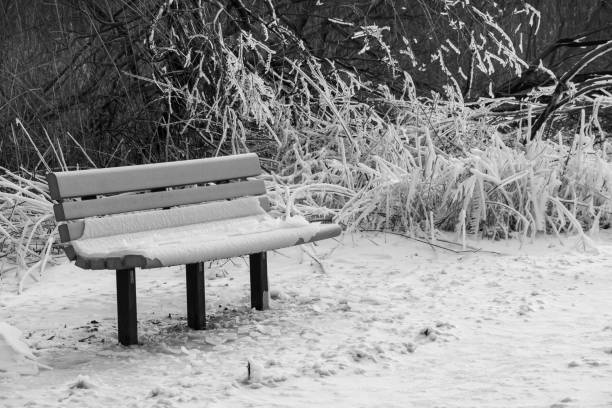 Bench Covered in Snow by Icy Winter Forest