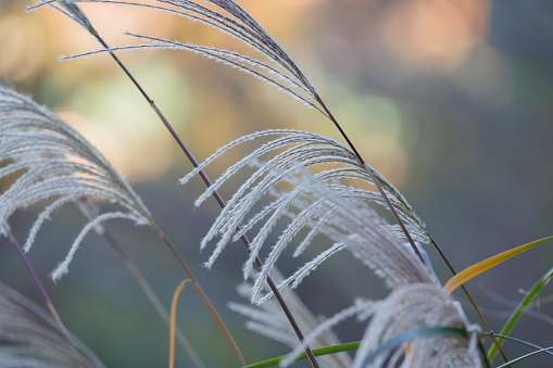 Japanese pampas grass