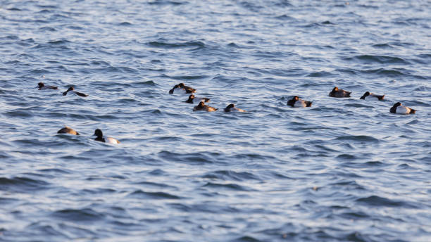 istock Flock of birds 1964016903