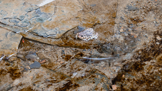 American Toad (Anaxyrus americanus) in Flowing Cold Creek