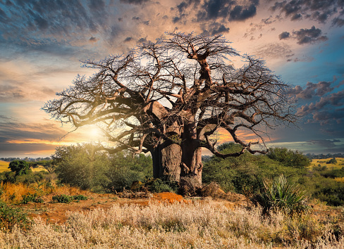 giant baobab tree in the African bush at sunset