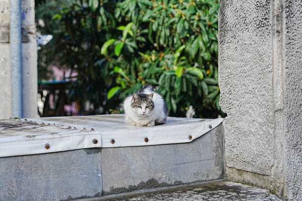 Free Stock Photo of Black and White Cat Sitting on Top of Cement Slab ...