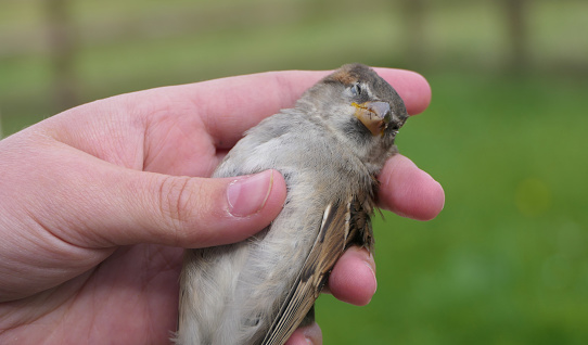 Dead House Sparrow feeding in a womans hand