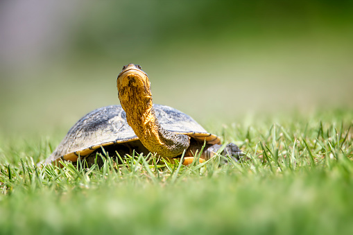 Close up of an eastern long neck turtle crawling through the grass