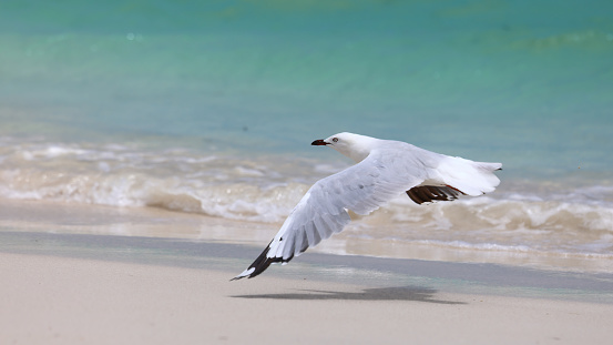 A silver gull flying low.  The shadow of the bird is visible below it on the wet beach sand, with a turquoise colored sea in the back ground.