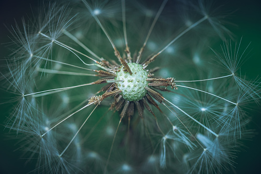 Just aphoto of blooming dandelion