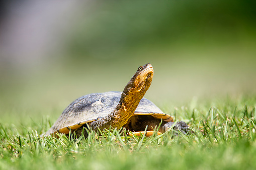 Close up of an eastern long neck turtle crawling through the grass