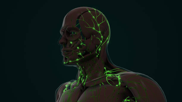 istock An Anatomy of the Human Lymphatic System 1964087271