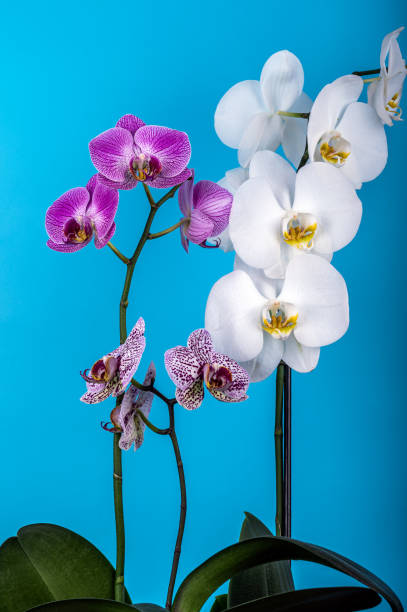 istock Delicate orchids flower head on blue background. 1964089392