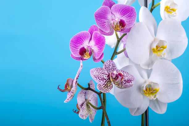 istock Delicate orchids flower head on blue background. 1964089910