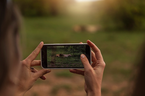 Using a smartphone, a safari excursion traveler took a picture of a sleeping lion