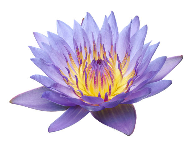 purple water lily, blooming water lily flower isolated on white background, with clipping path - white water lily stock-fotos und bilder